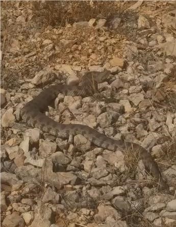 TEK ISIRIĞI BİR İNSANI ÖLDÜRMEYE YETEN DEV ENGEREK YILANI GÖRÜNTÜLENDİ