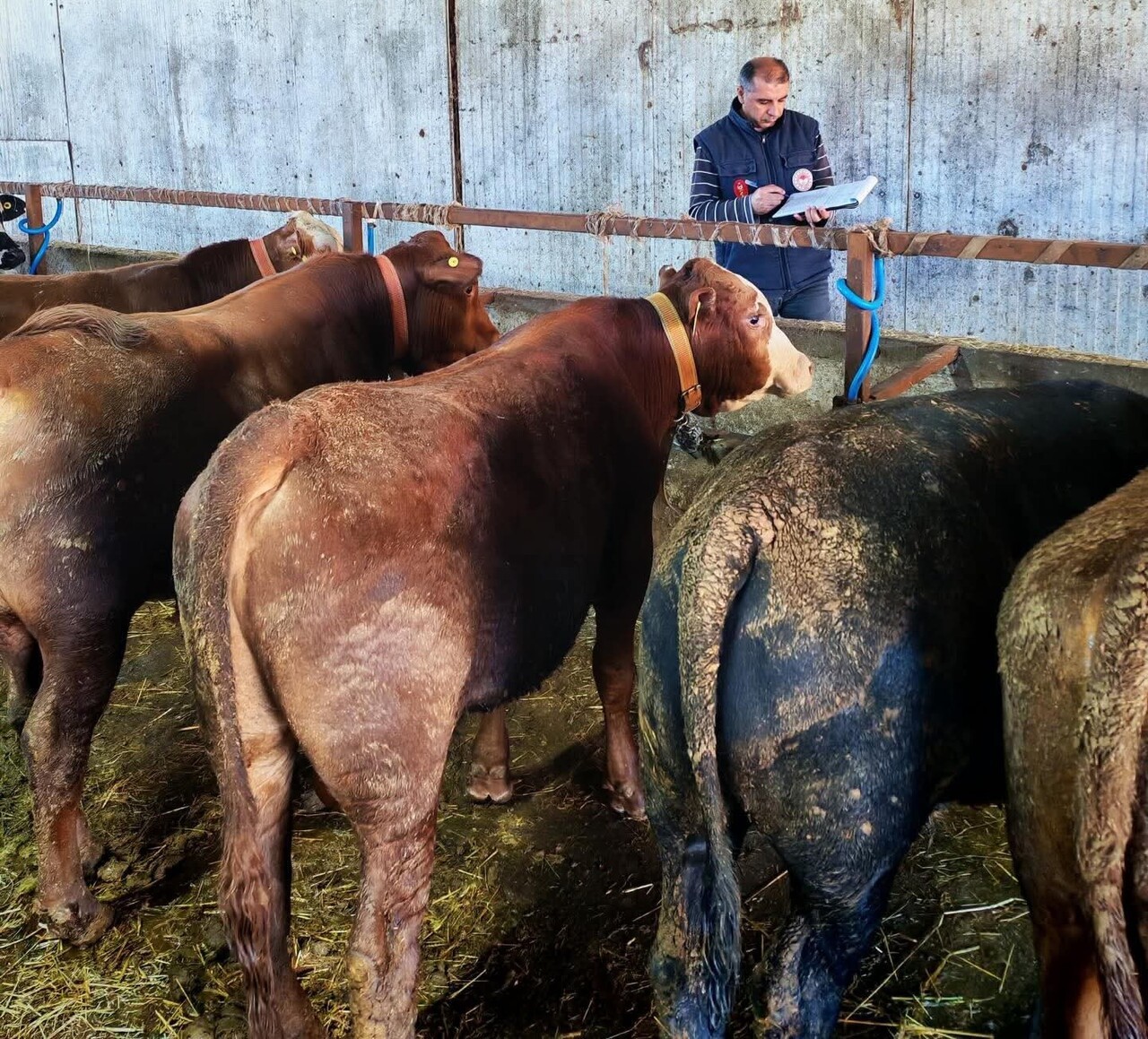 TEKİRDAĞ'IN MARMARAEREĞLİSİ İLÇESİNDE BÜYÜKBAŞ HAYVANLARA RAPEL PENTAVALAN ŞAP AŞISI...