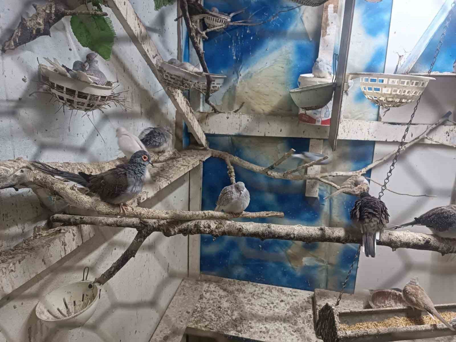 TEKİRDAĞ’IN ÇORLU İLÇESİNDE YASA DIŞI YOLLARLA TEMİN EDİLEN HAYVANLARIN ÜRETİMİ YAPILAN İŞ YERİ VE...