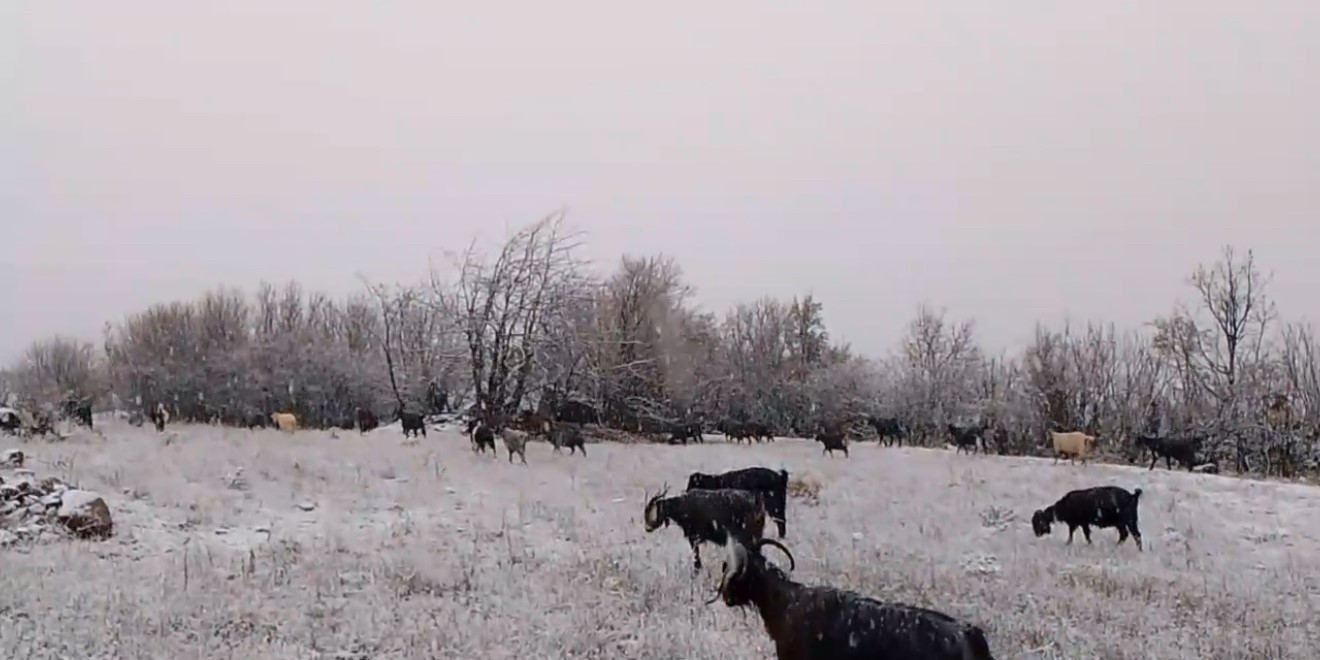 TOKAT’IN REŞADİYE İLÇESİNİN YAYLASINDA KAR YAĞIŞINA YAKALANAN ÇOBAN SERHAN ÇAKMAK, KÜÇÜKBAŞ...