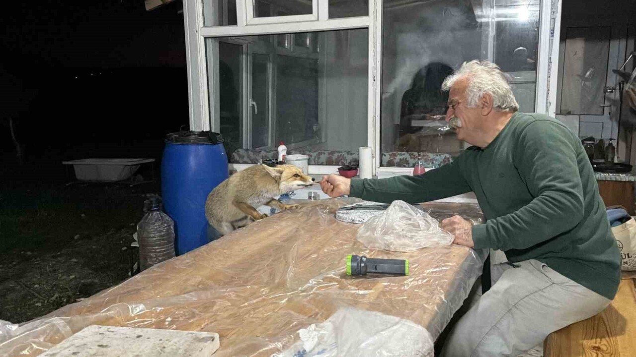 TOKAT’IN ZİLE İLÇESİNDE AŞUR KOÇAK’IN BAĞ EVİNE HER AKŞAM GELEN ÜÇ TİLKİ, VERİLEN ET VE EKMEĞİ...