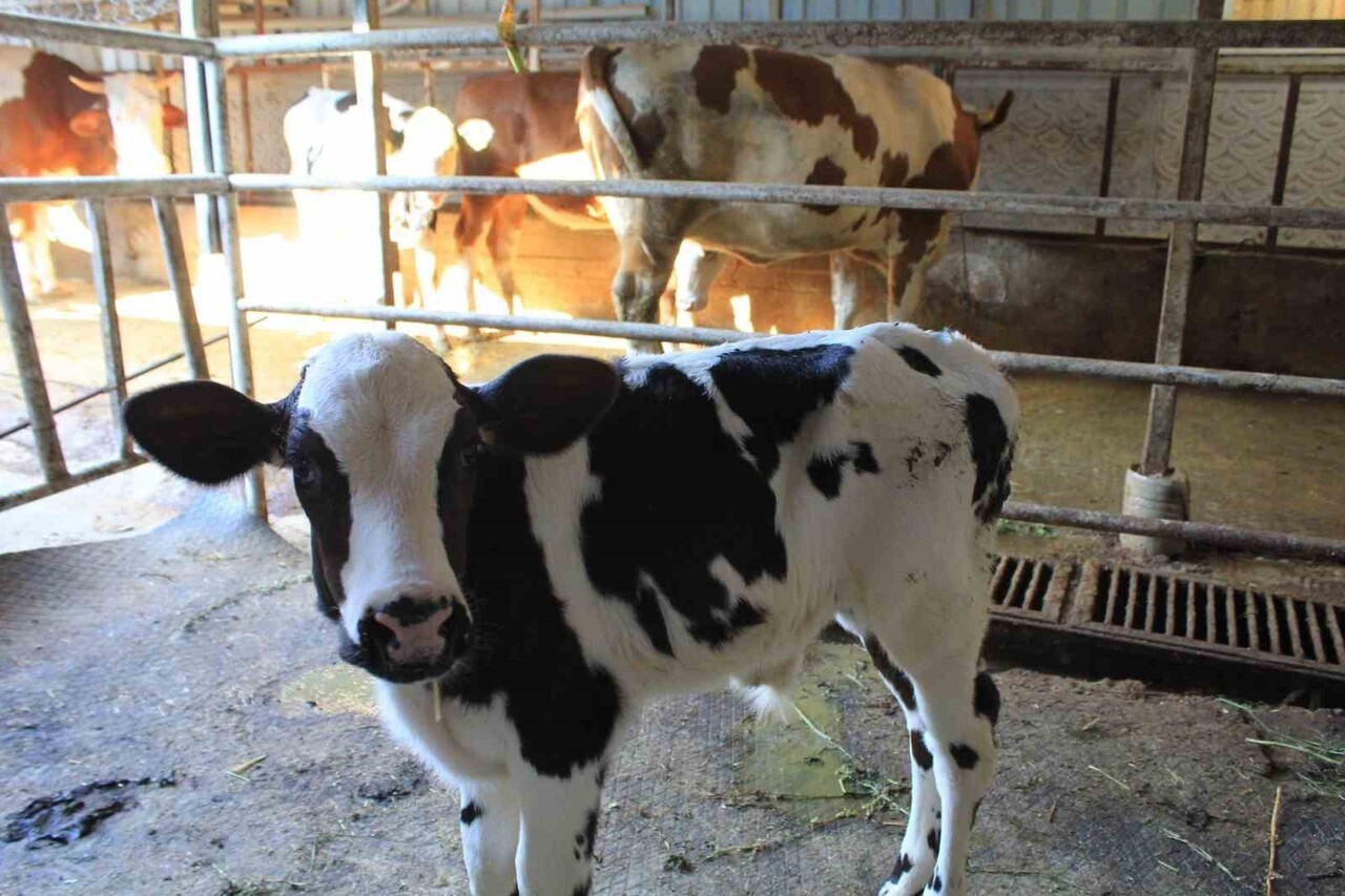 TÜM SÜT, ET VE DAMIZLIK SIĞIR YETİŞTİRİCİLERİ DERNEĞİ (TÜSEDAD) BAŞKANI MÜSLÜM DOĞRU, ŞAP...