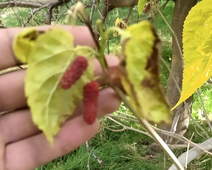 TUNCELİ’DE, KIRMIZI DUT AĞACI SONBAHARDA İKİNCİ KEZ MEYVE VERDİ.