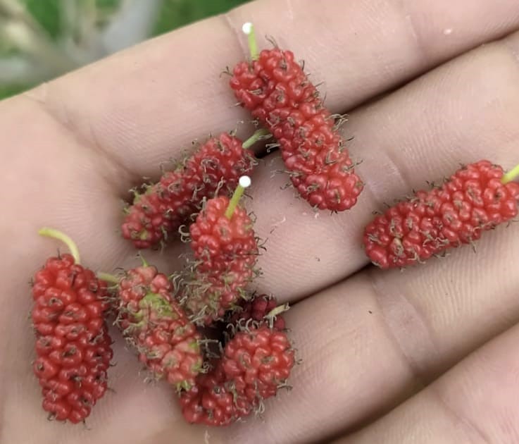 TUNCELİ’DE, KIRMIZI DUT AĞACI SONBAHARDA İKİNCİ KEZ MEYVE VERDİ.
