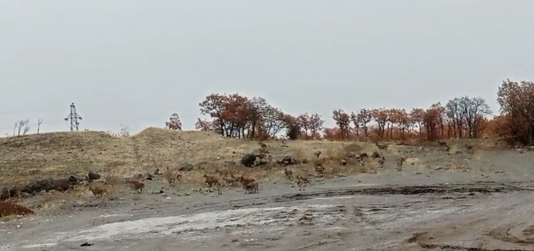 TUNCELİ’DE YAKLAŞIK 50 DAĞ KEÇİSİ YOL KENARINDA YİYECEK ARARKEN GÖRÜNTÜLENDİ.