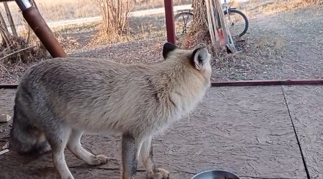 TUNCELİ’NİN OVACIK İLÇESİNDE YAŞAYAN ENES DUMAN, EVİNİN ÖNÜNE GELEN TİLKİYLE YAŞADIĞI SAMİMİ...