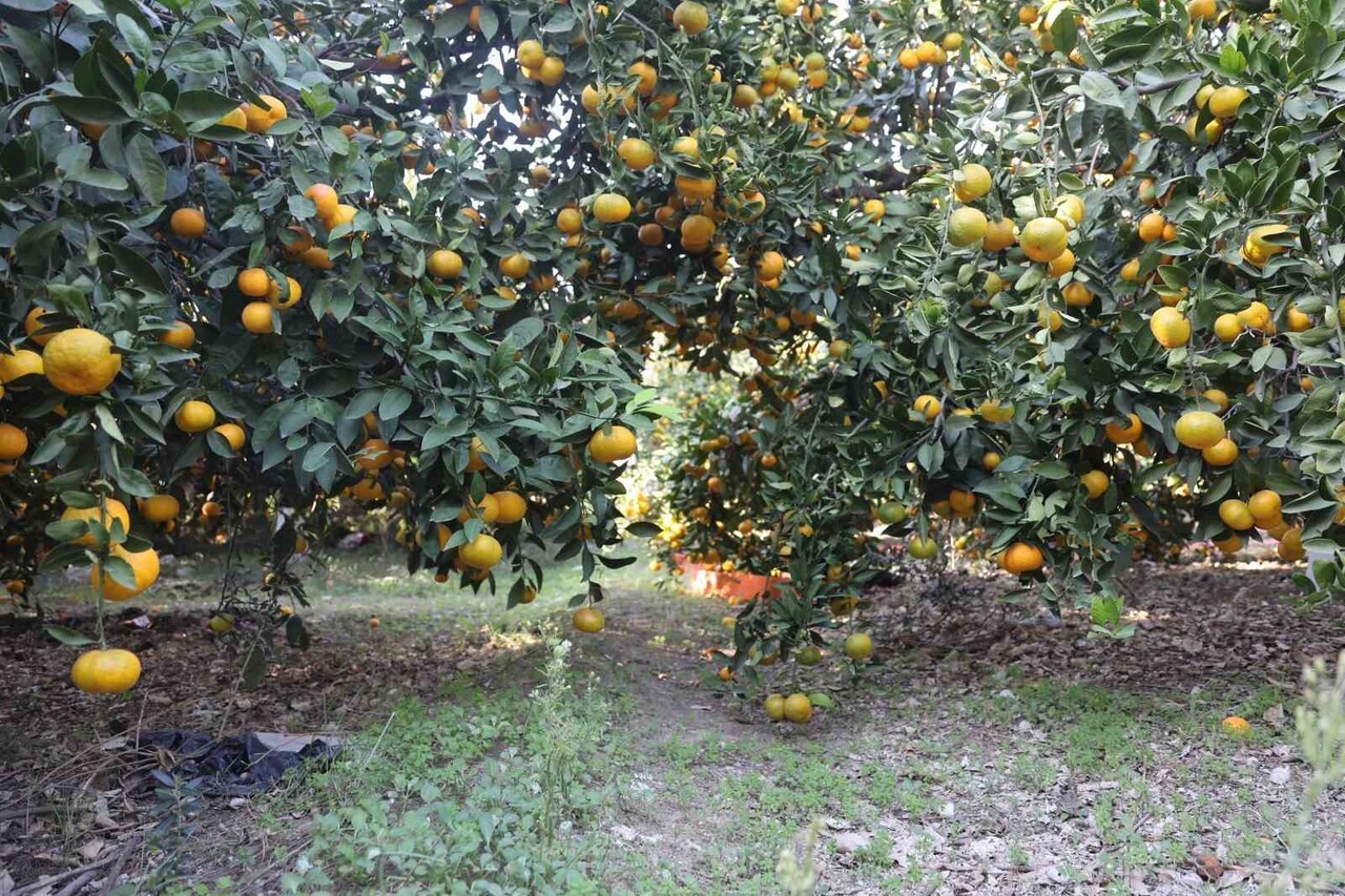 TÜRKİYE'NİN EN VERİMLİ TOPRAKLARININ YER ALDIĞI HATAY'DA BU YIL MANDALİNA BEREKETİ...