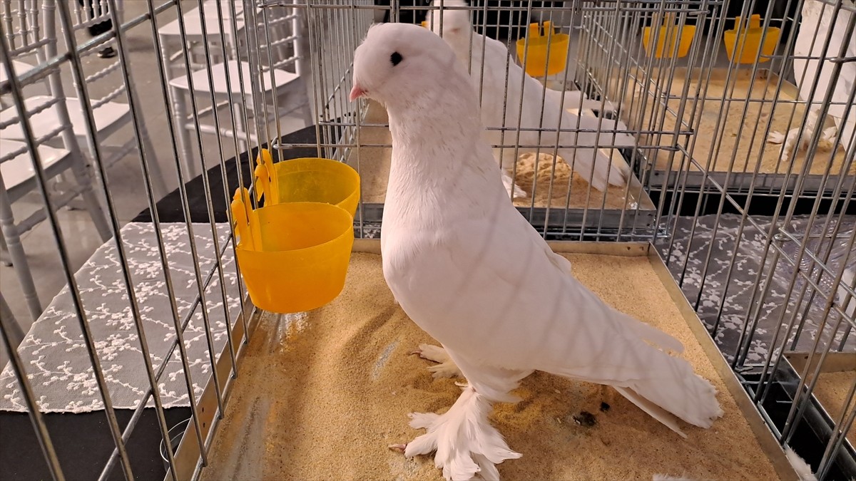 Türkiye'nin farklı illerinden çok sayıda tepeli güvercinin katıldığı "6. Tepeli Kostüm...