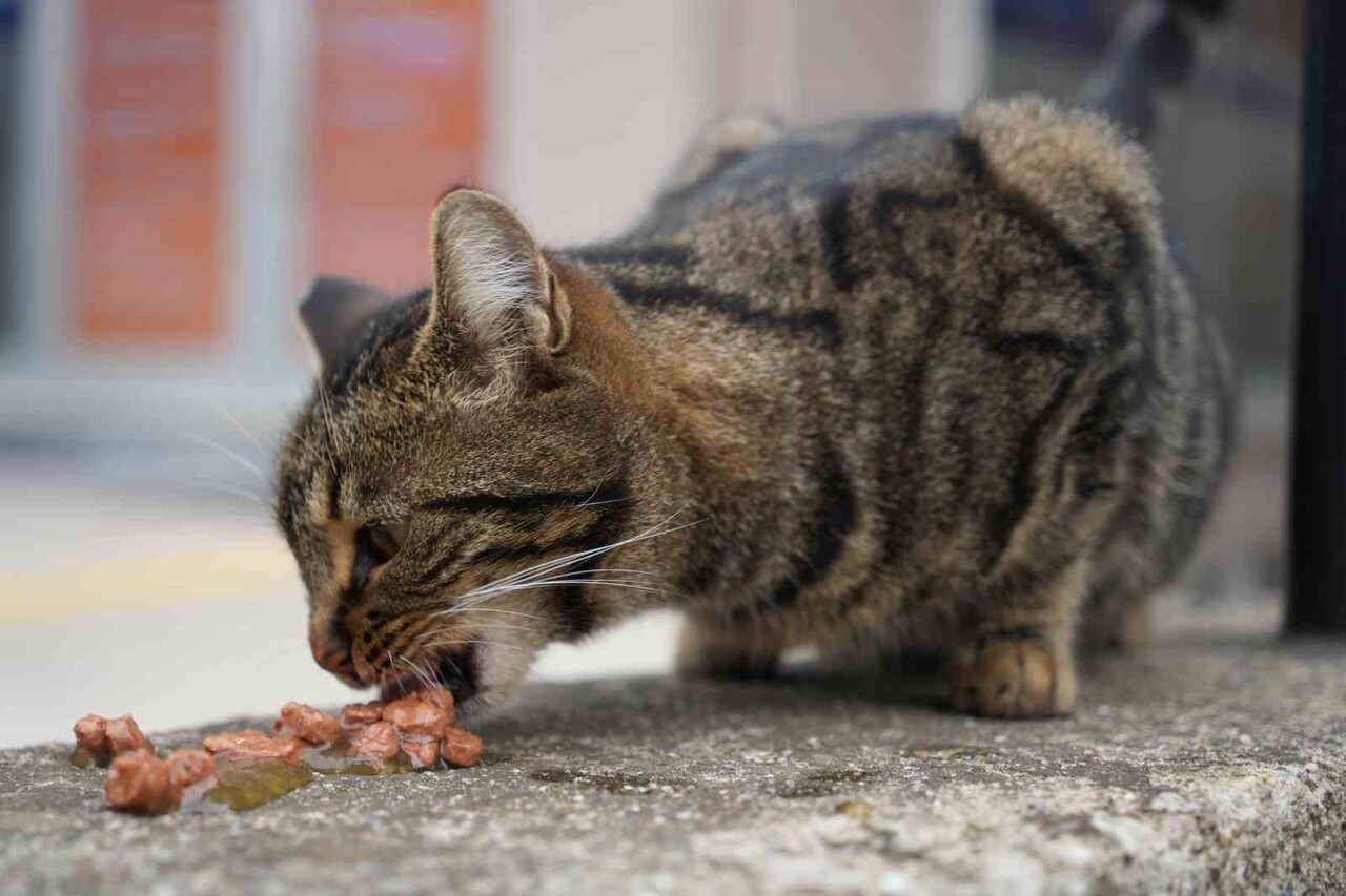 TÜRKİYE'NİN HEMEN HER KENTİNDE SOKAKLARIN VAZGEÇİLMEZ SAKİNLERİ OLAN KEDİLER, YİYECEK ARAYIŞINDA...