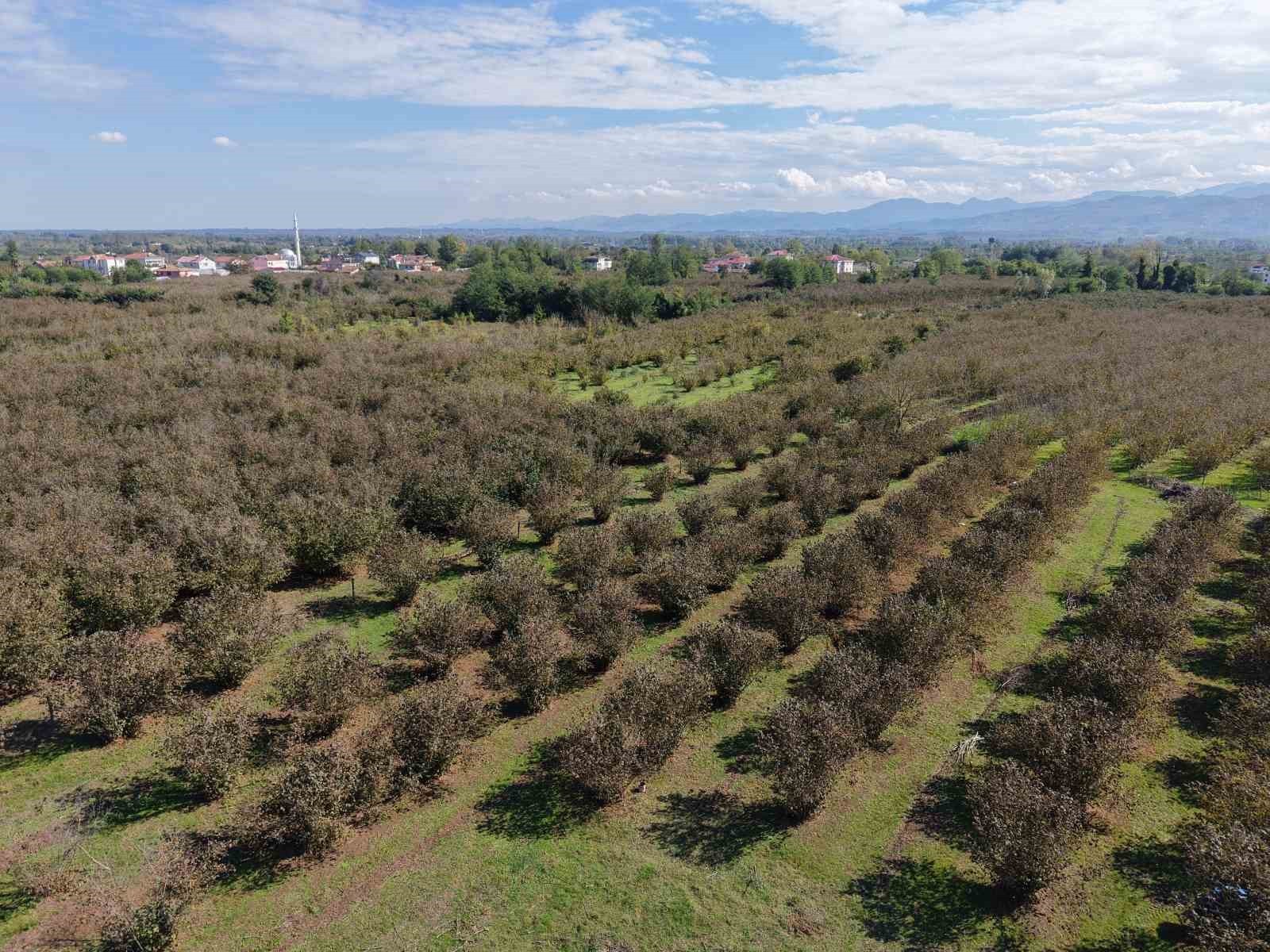 TÜRKİYE’NİN EN VERİMLİ TARIM ALANLARINDAN BİRİ OLAN YEŞİLIRMAK NEHRİ’NİN SULADIĞI ÇARŞAMBA OVASI...