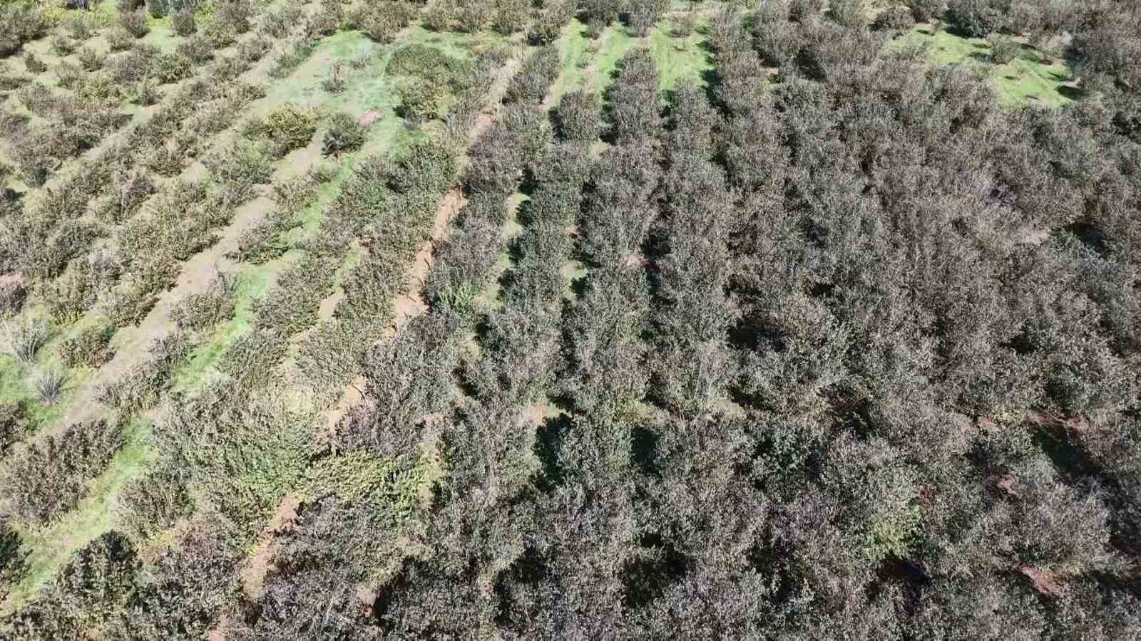 TÜRKİYE’NİN EN VERİMLİ TARIM ALANLARINDAN BİRİ OLAN YEŞİLIRMAK NEHRİ’NİN SULADIĞI ÇARŞAMBA OVASI...