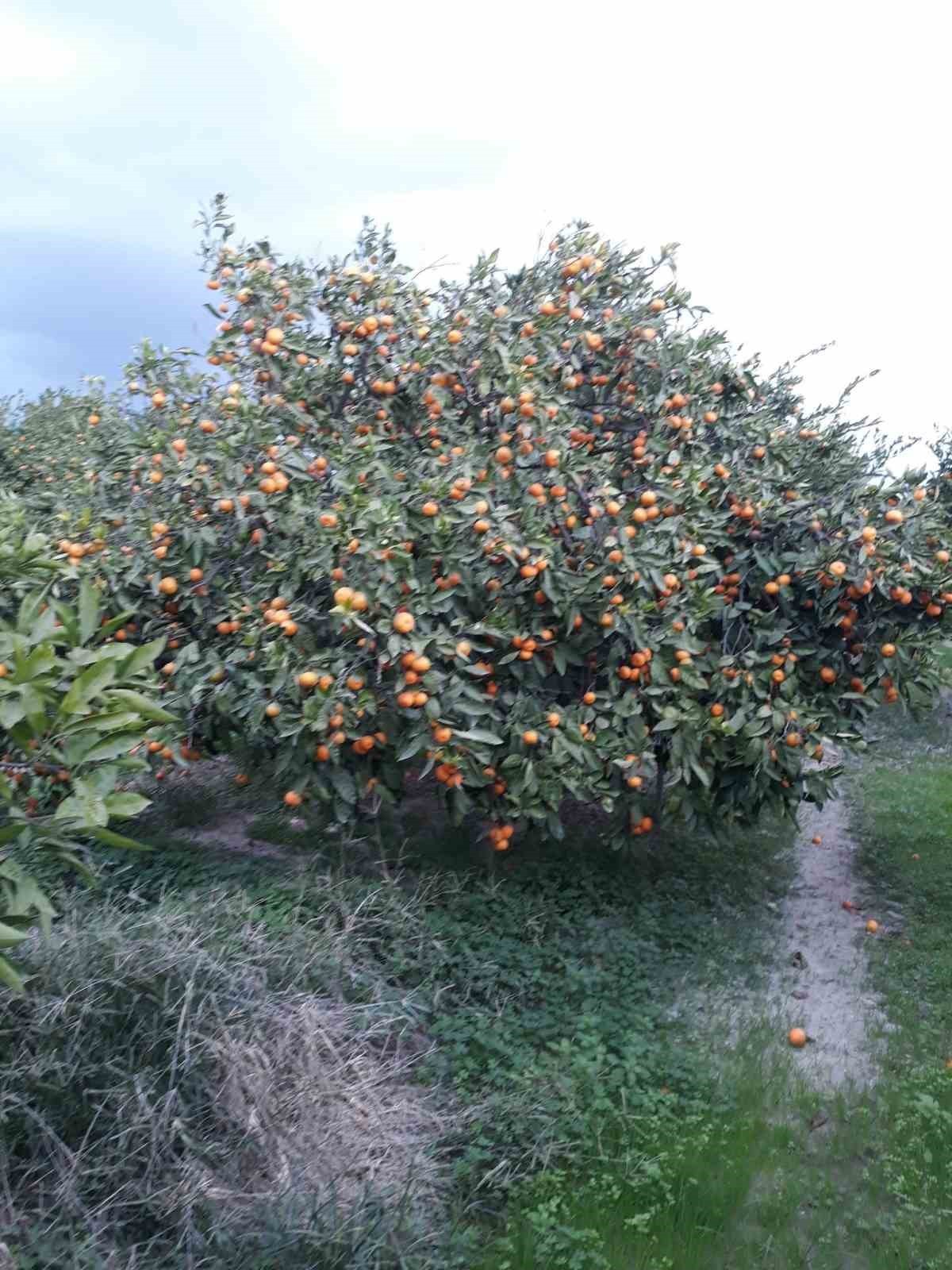 TÜRKİYE’NİN ÖNEMLİ TARIM KENTLERİNDEN OLAN AYDIN’IN SÖKE İLÇESİNDE, AKDENİZ MEYVE SİNEĞİ VE ZEYTİN...
