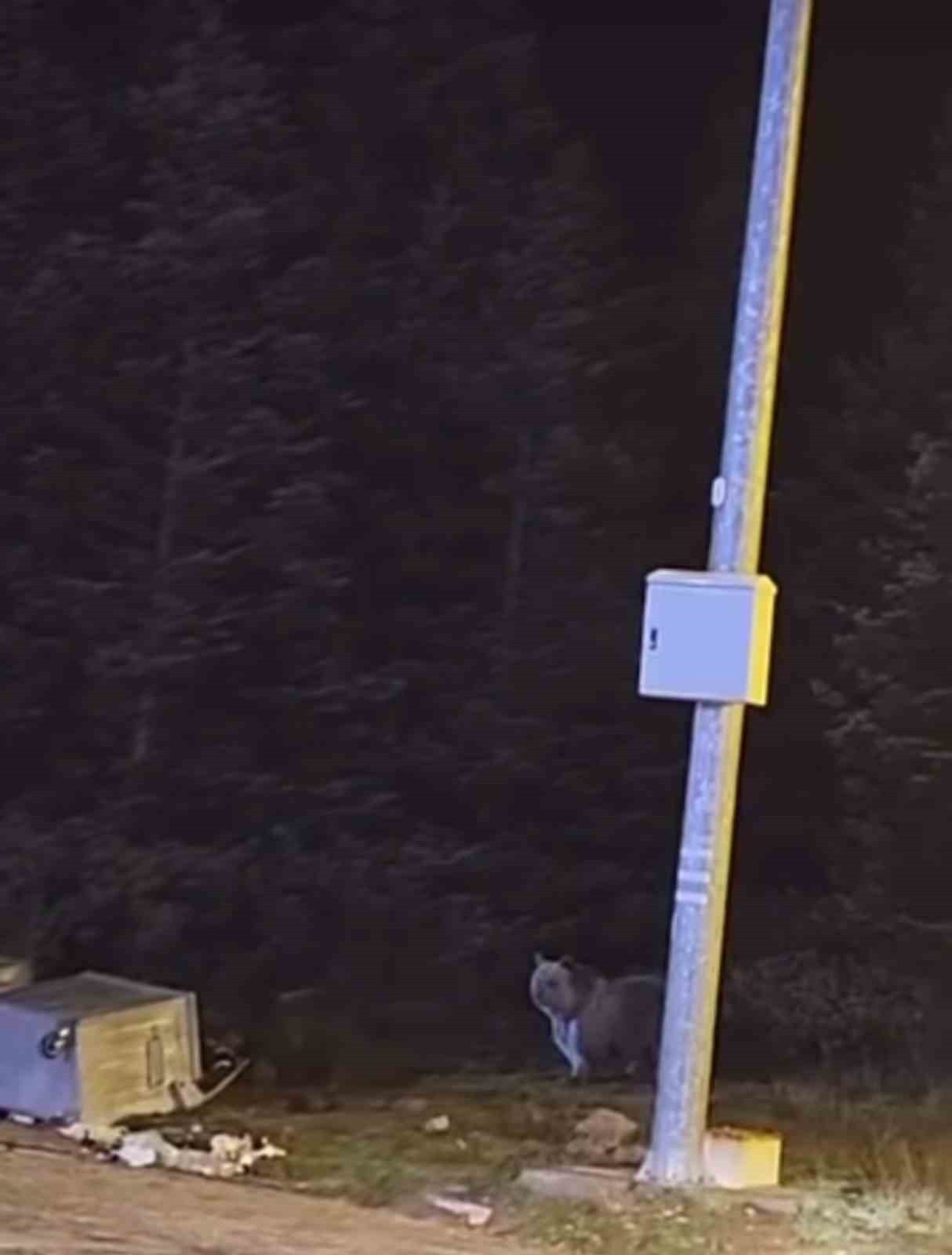 ULUDAĞ’DA KIŞ UYKUSUNA YATMAYAN AYILAR ÇÖP KONTEYNERLERİNİ TALAN ETTİ