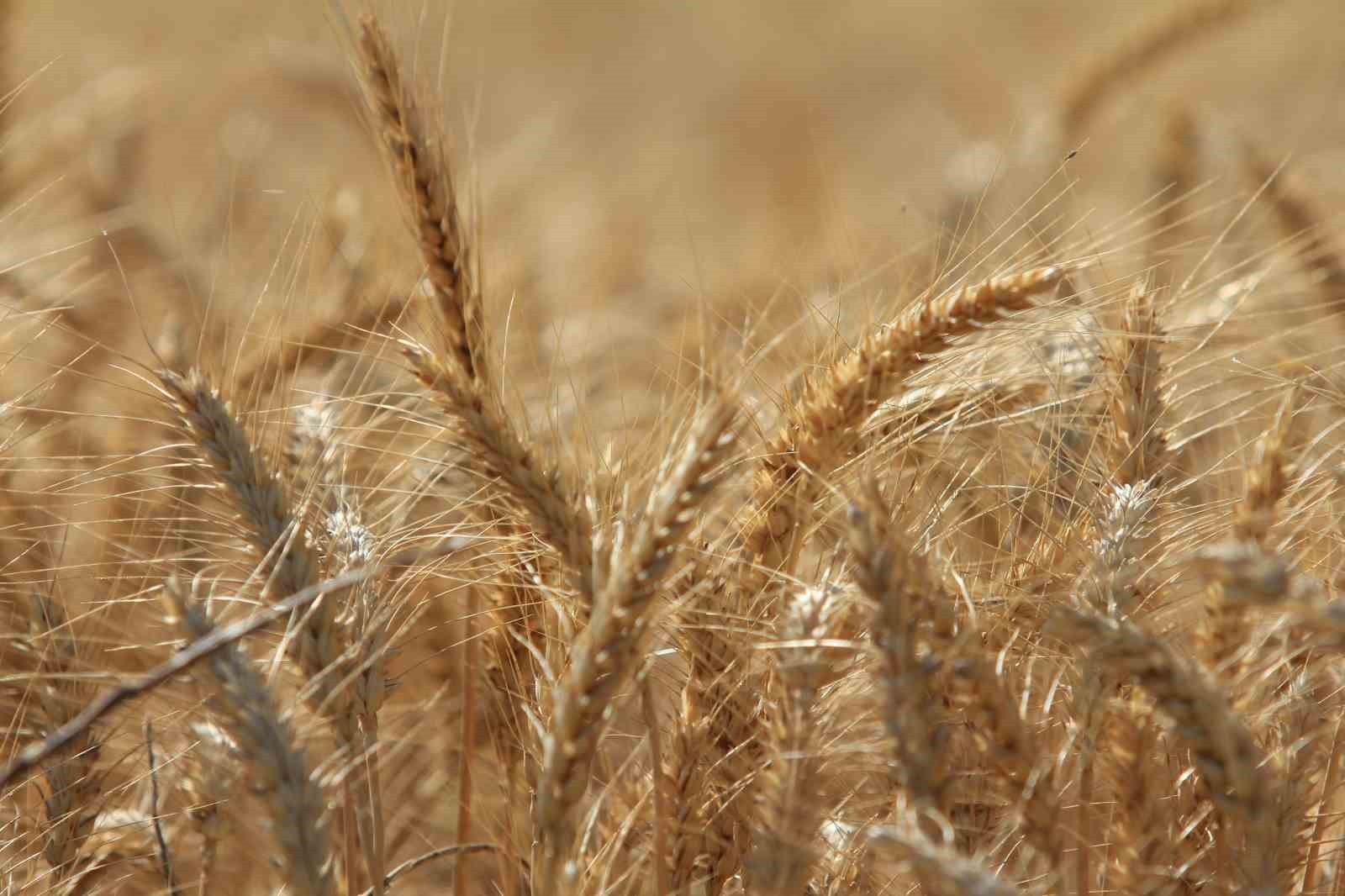 ULUSLARARASI HUBUBAT KONSEYİ (IGC), DÜNYA TAHIL ÜRETİMİNDE SON 10 YILIN EN KESKİN ARTIŞIYLA TÜM...