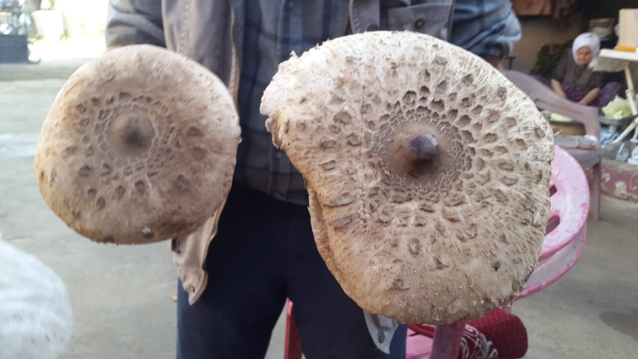 UZMANINDAN DOĞADAKİ MANTARLARLA İLGİLİ UYARI GELDİ