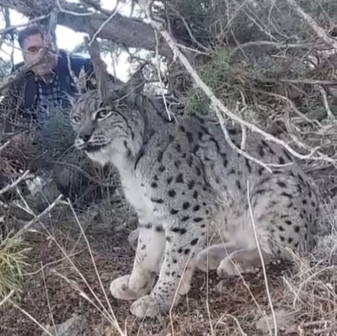 VAN'IN GEVAŞ İLÇESİNDE NESLİ TEHLİKE ALTINDA OLAN VAŞAK, MAHALLELİ TARAFINDAN ...