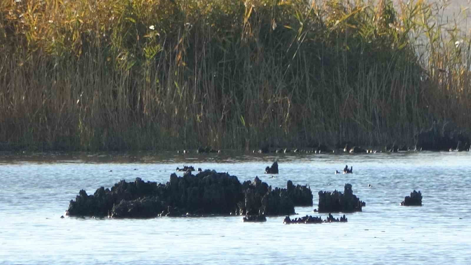 VAN'IN ÖNEMLİ SULAK ALANLARINDAN BİRİ OLAN ERÇEK GÖLÜ'NDE YAŞANAN SU ÇEKİLMESİYLE BİRLİKTE GÖL...