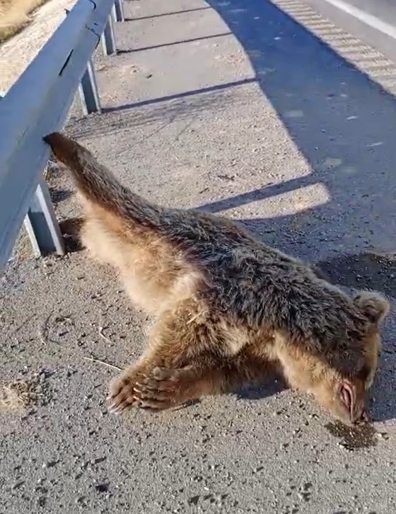 VAN’DA KARA YOLUNA ÇIKARKEN ARAÇ ÇARPAN AYI TELEF OLDU.
