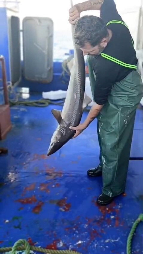 YASİN PÜSKÜLLÜ, AĞA TAKILAN KÖPEKBALIĞINI DENİZE BIRAKTI