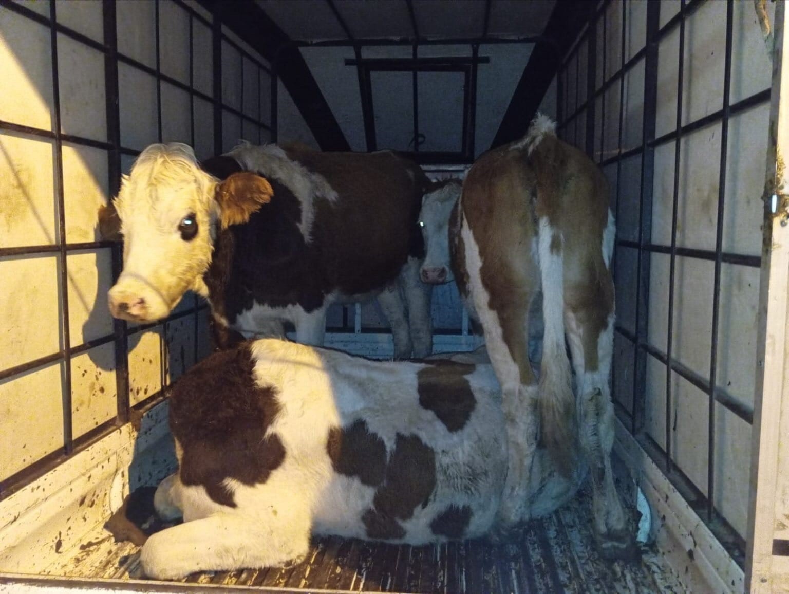 YEŞİLOVA BELDESİNDE JANDARMA EKİPLERİNCE DURDURULAN BİR ARAÇTA ÇALINTI BÜYÜKBAŞ HAYVANLAR ELE...