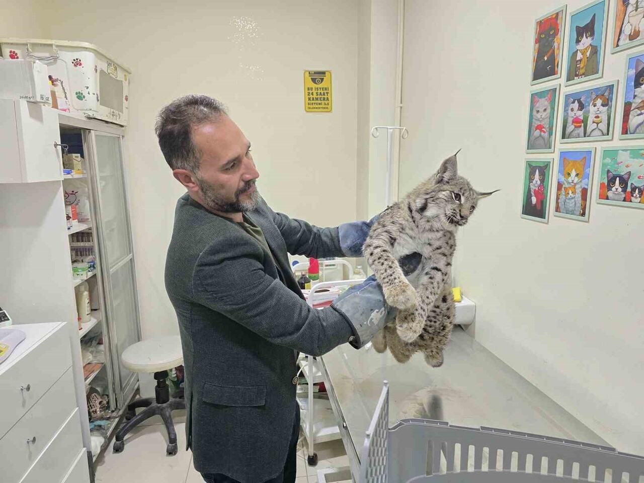 YOZGAT’IN AYDINCIK İLÇESİNDE YARALI HALDE BULUNAN VAŞAK MİLLİ PARKLAR EKİBİNE TESLİM EDİLDİ....