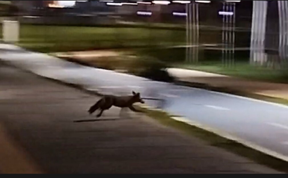 YÜRÜYÜŞE ÇIKAN VATANDAŞIN KAMERASINA TAKILDI: MİLLET BAHÇESİ’NDE TİLKİ GÖRÜLDÜ