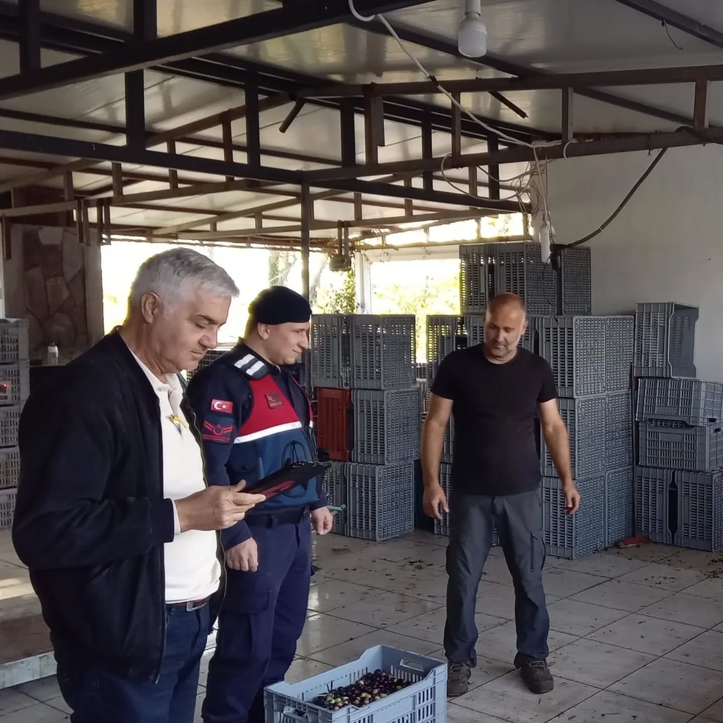 ZEYTİN HASADININ BAŞLAMASIYLA BİRLİKTE EDREMİT KAYMAKAMLIĞI TALİMATLARIYLA KURULAN KOMİSYON...