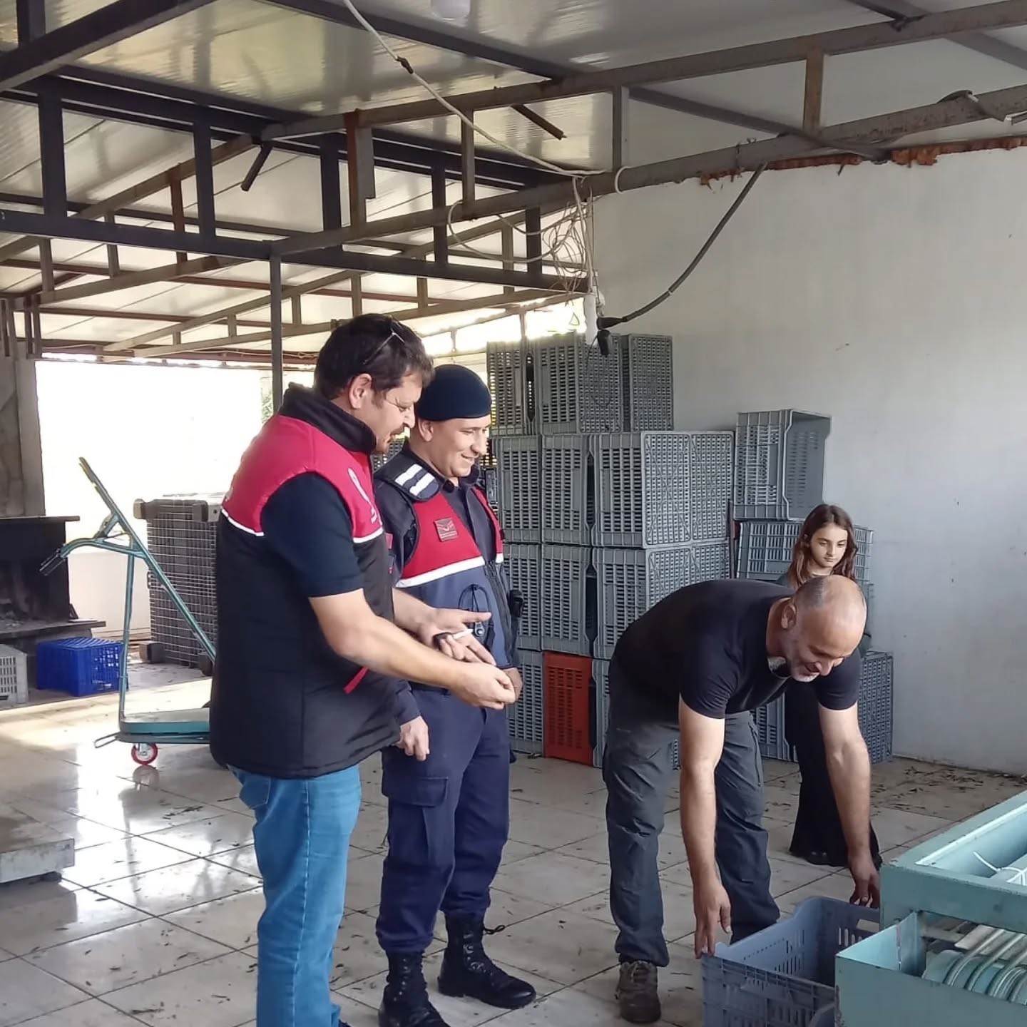 ZEYTİN HASADININ BAŞLAMASIYLA BİRLİKTE EDREMİT KAYMAKAMLIĞI TALİMATLARIYLA KURULAN KOMİSYON...