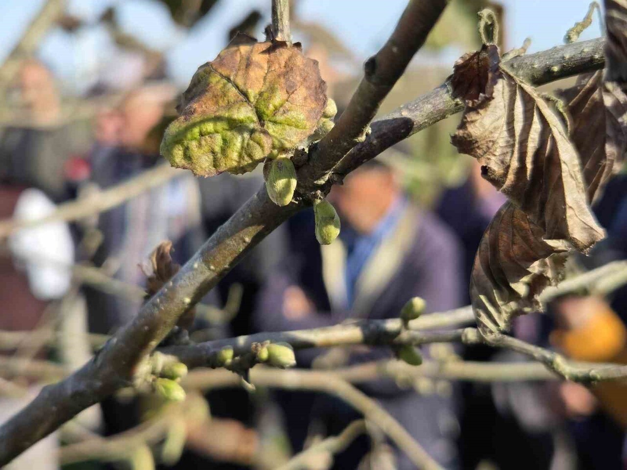 ZİRAAT YÜKSEK MÜHENDİSİ GÖKHAN AYAR, DİP SÜRGÜNÜ TEMİZLİĞİ, UÇ BUDAMASI VE SEYRELTME UYGULAMALARI...