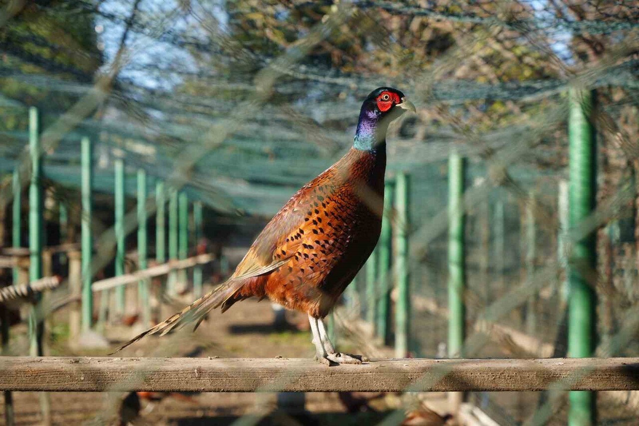 2025 YILINDA SAMSUN VE ÇEVRE İLLERİNE DOĞAYA BIRAKILAN 3 BİN SÜLÜN, FINDIK VE TARIM ALANLARINDA...