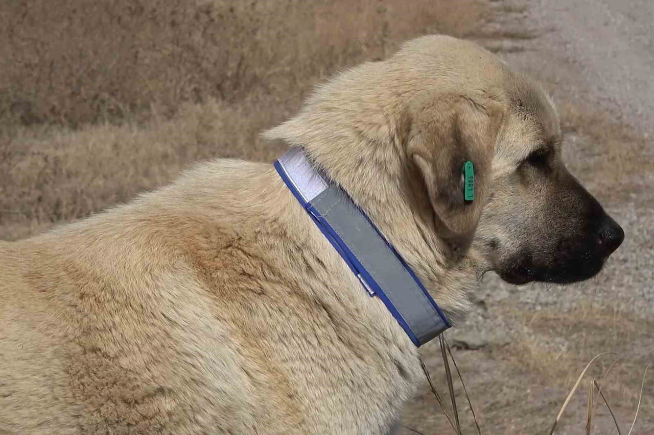 31 ARALIK SON GÜN OLARAK BELİRLENEN TARİHTE, KEDİ VE KÖPEĞİNE MİKROÇİP TAKTIRMAYAN EVCİL HAYVAN...