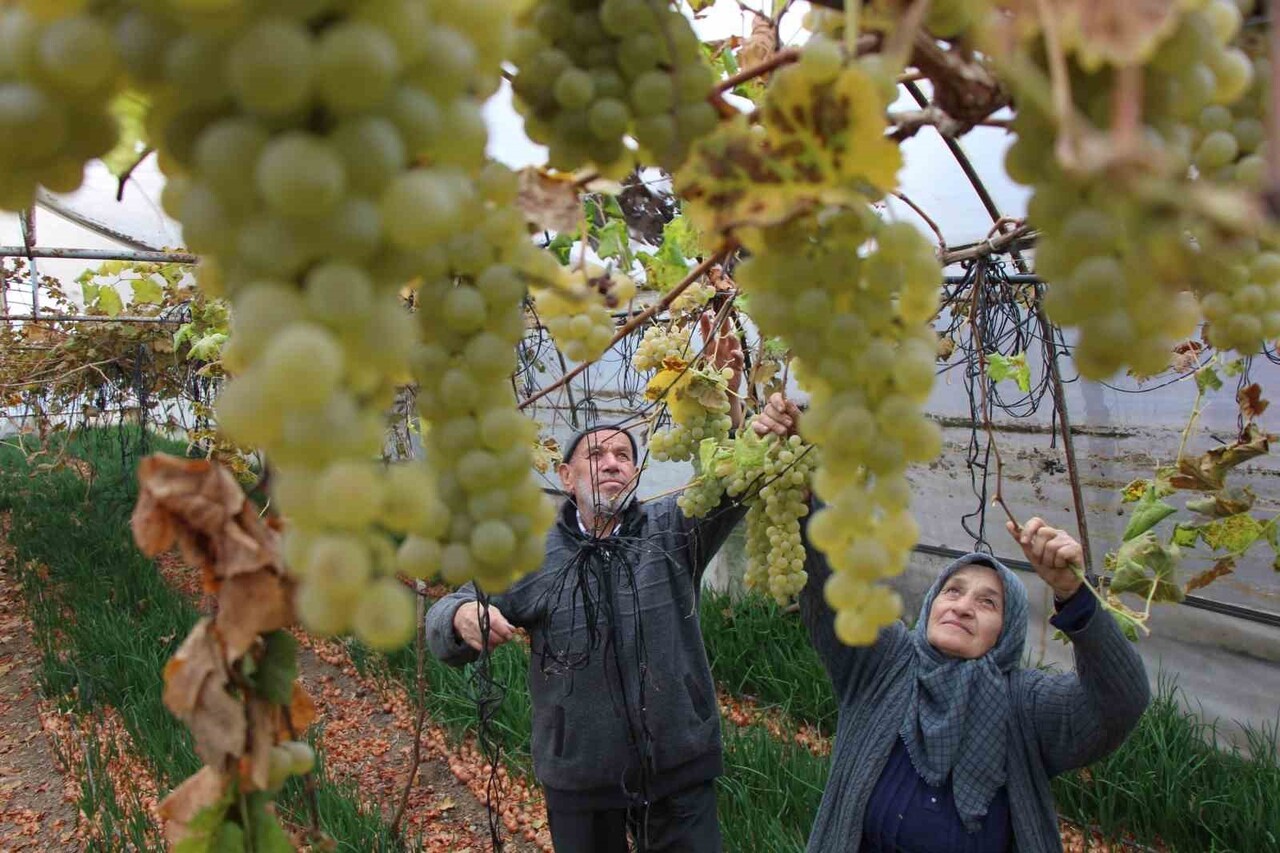 75 YAŞINDAKİ FERUZİYE KANCI’NIN 10 YIL ÖNCE ARAŞTIRIP SERADA YETİŞTİRMEYİ TAVSİYE ETTİĞİ ÜZÜMLER...