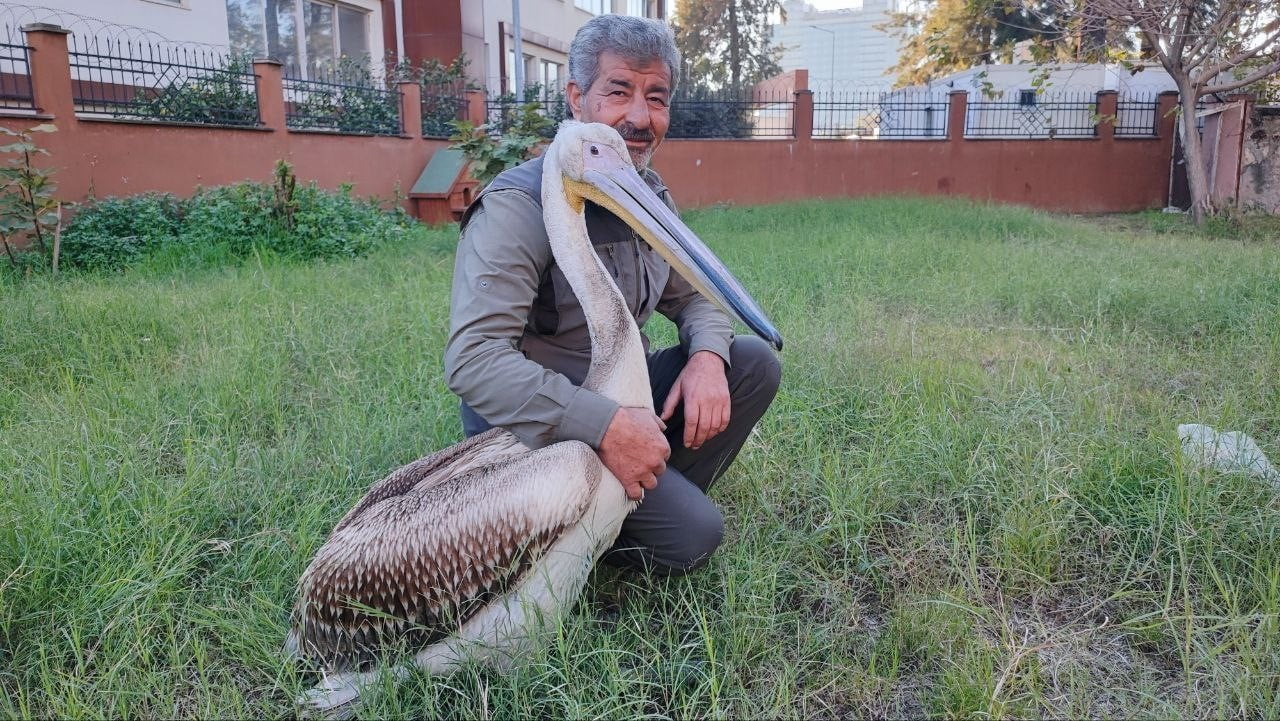 ADANA’DA YARALI HALDE BULUNAN BİR PELİKAN, KENDİSİNİ TEDAVİ EDEN GÖREVLİYLE KURDUĞU BAĞLA...