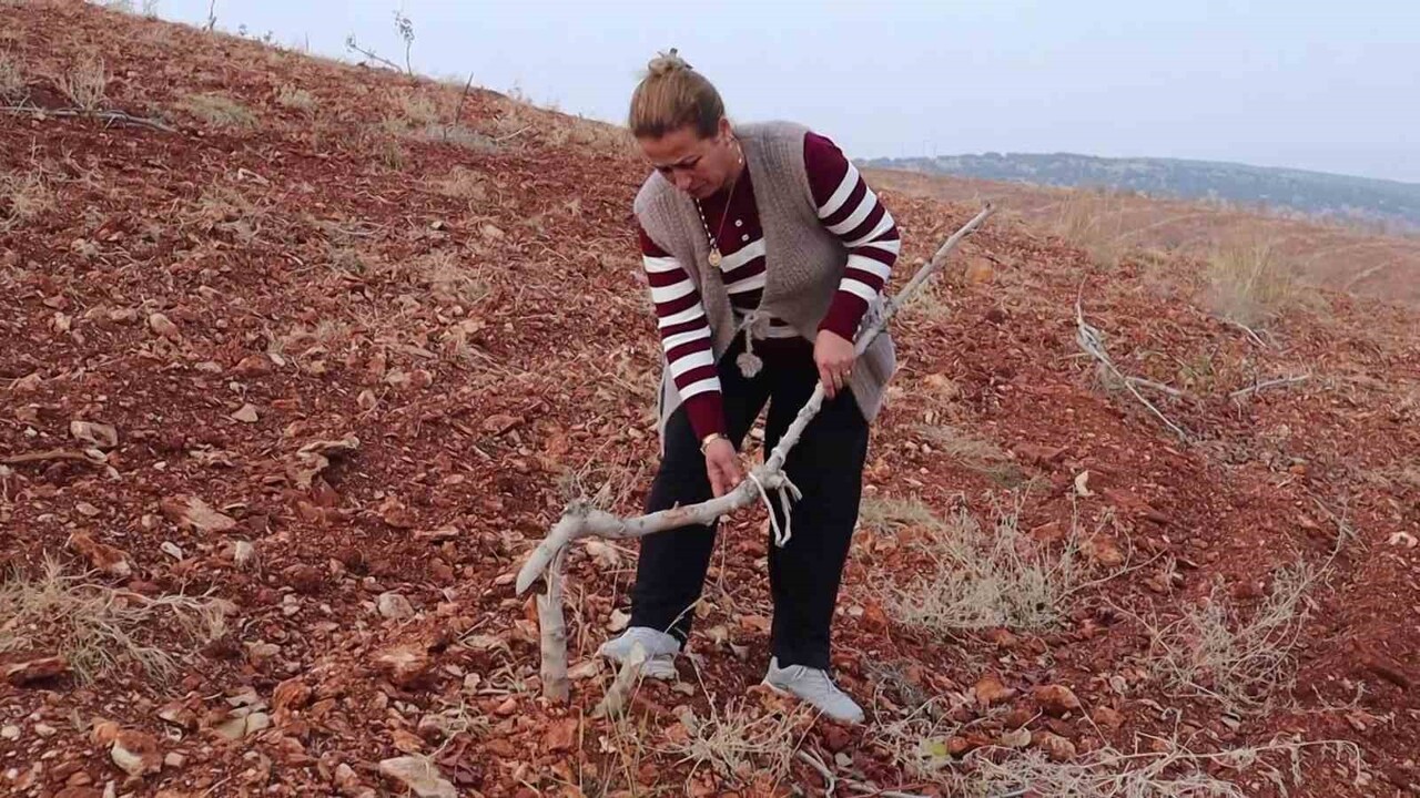 ADIYAMAN’IN BESNİ İLÇESİNDE 500 DÖNÜM ARAZİ İÇERİSİNDE BULUNAN 10 BİN KÖK MEYVE AĞACI, KİMLİĞİ...