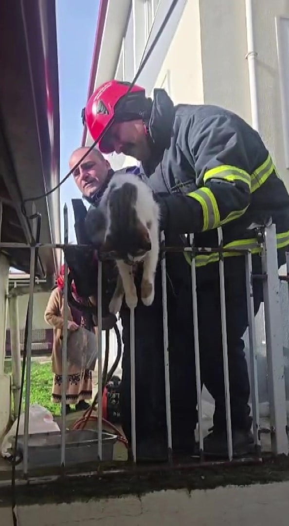 AMASYA’NIN MERZİFON İLÇESİNDE DEMİR KORKULUĞA SAPLANAN KEDİYİ İTFAİYE EKİPLERİ...