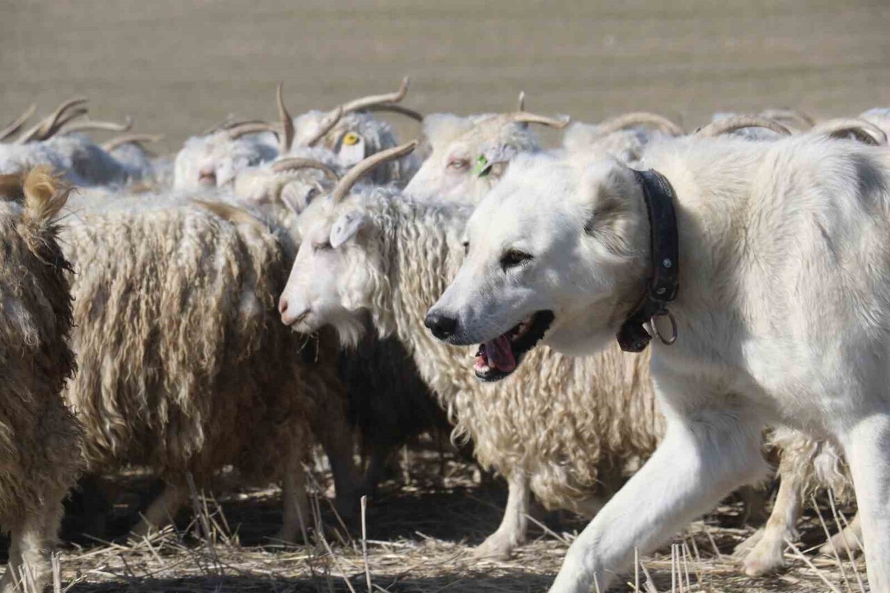 ANKARA'NIN AYAŞ İLÇESİNDE DEDEDEN TORUNA AKTARILAN TİFTİK KEÇİSİ YETİŞTİRİCİLİĞİ, 3 BİN BAŞLIK...