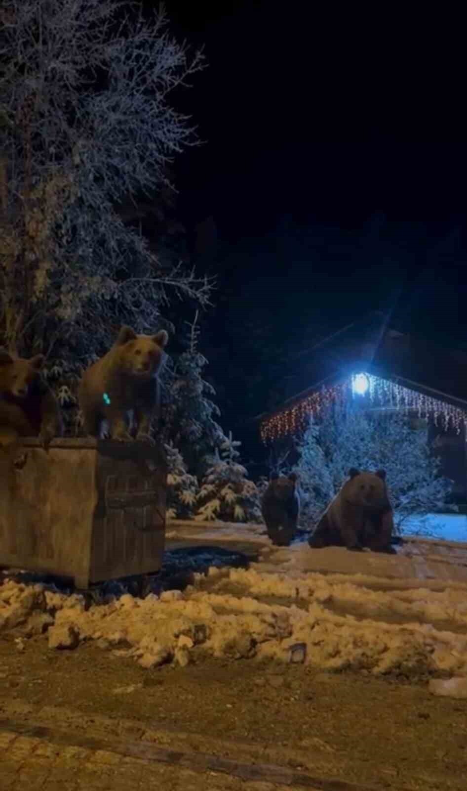 ANNE VE YAVRU AYILAR BÖYLE GÖRÜNTÜLENDİ.