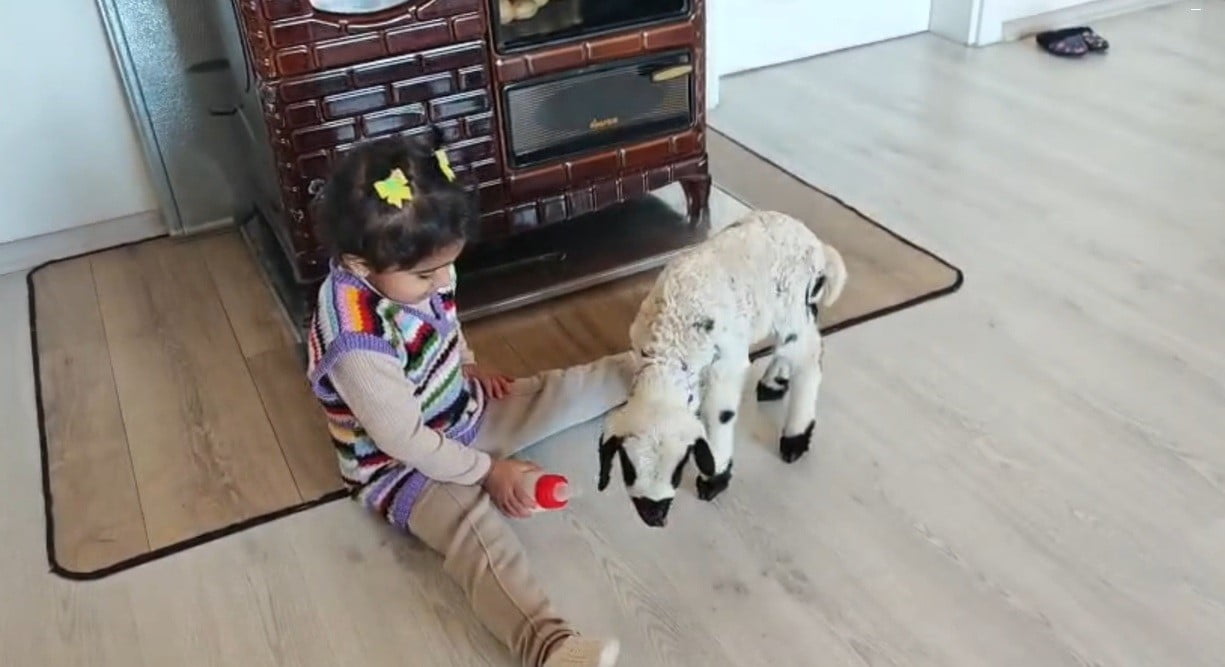 ANNESİNİN REDDETTİĞİ KUZUYA 3 YAŞINDAKİ EZO’NUN ŞEFKATİ YÜREKLERİ ISITTI