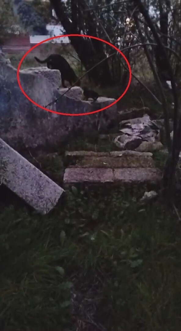 ANTAKYA İLÇESİNDE SU KUYUSUNA DÜŞEREK MAHSUR KALAN YAVRU KEDİ, İTFAİYE EKİPLERİ TARAFINDAN...