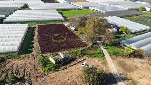 Antalya'da çiftçiler 1,5 dönümlük tarlaya 13 bin marulla Türk bayrağı deseni oluşturdu