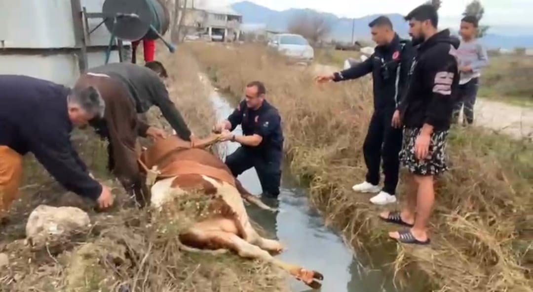 ANTALYA’NIN SERİK İLÇESİNDE MERADA OTLARKEN SU İÇMEK İSTERKEN SULAMA KANALINA DÜŞEN İNEK, İTFAİYE...
