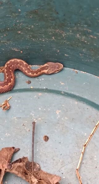 ARTVİN’DE SON GÜNLERDE KIŞ UYKUSUNA YATMASI GEREKEN AYILARIN YERLEŞİM YERLERİNE YAKIN BÖLGELERDE...