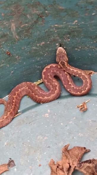 ARTVİN’DE SON GÜNLERDE KIŞ UYKUSUNA YATMASI GEREKEN AYILARIN YERLEŞİM YERLERİNE YAKIN BÖLGELERDE...