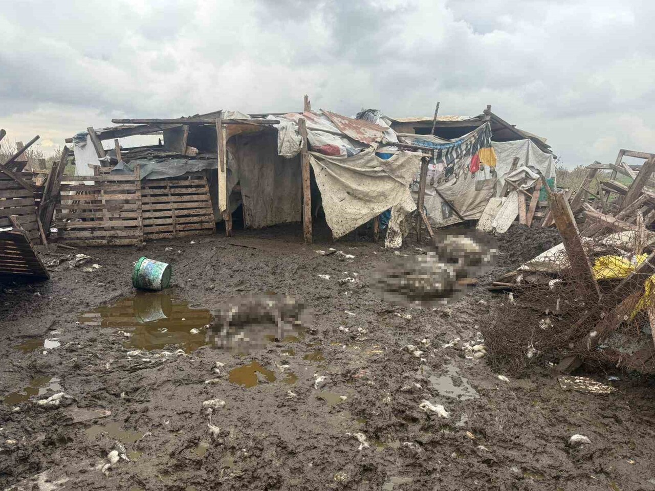 AVCILAR'DA BAŞIBOŞ SOKAK KÖPEKLERİ, KOYUN SÜRÜSÜNE SALDIRDI. YAKLAŞIK 10 KADAR KOYUNU TELEF EDEN...