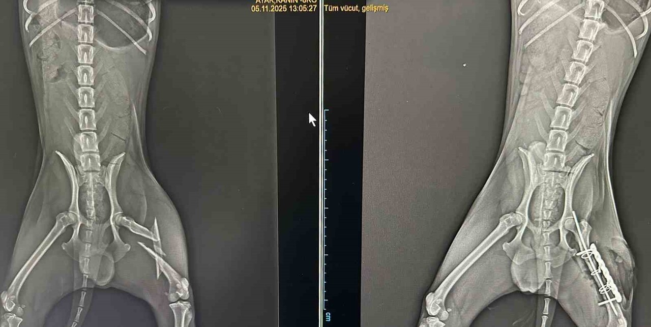 AYAĞINDA PARÇALI KIRIK OLUŞAN KÖPEK 2 SAATLİK AMELİYAT İLE ESKİ SAĞLIĞINA KAVUŞTU