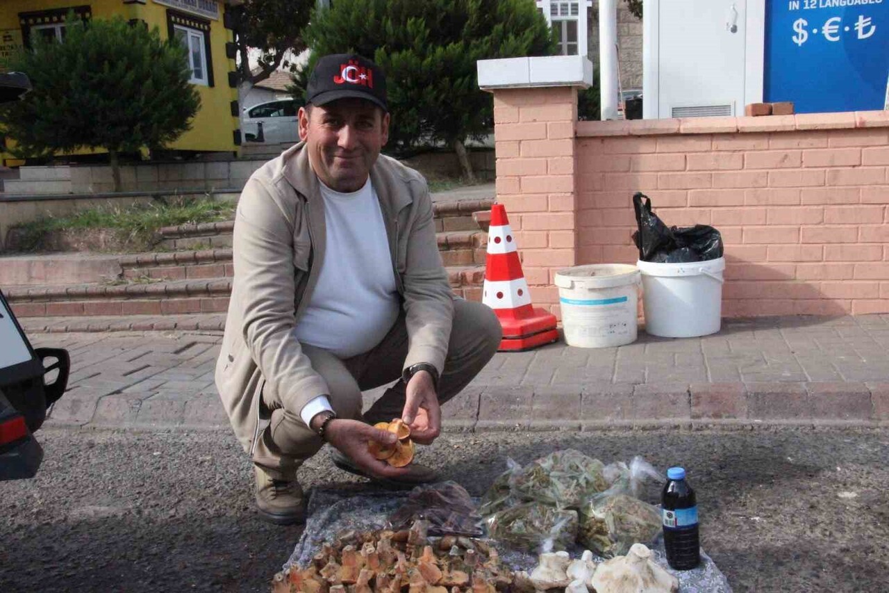 AYDIN'IN BOZDOĞAN İLÇESİNDE DAĞLIK VE ORMANLIK ALANLARDA DOĞAL OLARAK YETİŞEN MANTARLAR LEZZETİYLE...