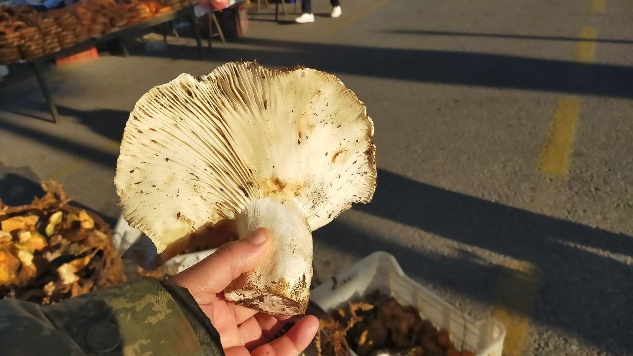 AYDIN’IN EFELER İLÇESİNDE PAZARCI KENAN ÖZCAN'IN, BİN 800 RAKIMLI PAŞA YAYLASI’NDAN TOPLADIĞI VE...