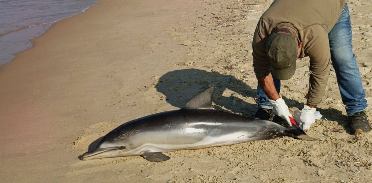 AYDIN’IN KUŞADASI İLÇESİNDE SAHİLE TELEF OLMUŞ TIRTAK TÜRÜ YUNUS BALIĞI VURDU.