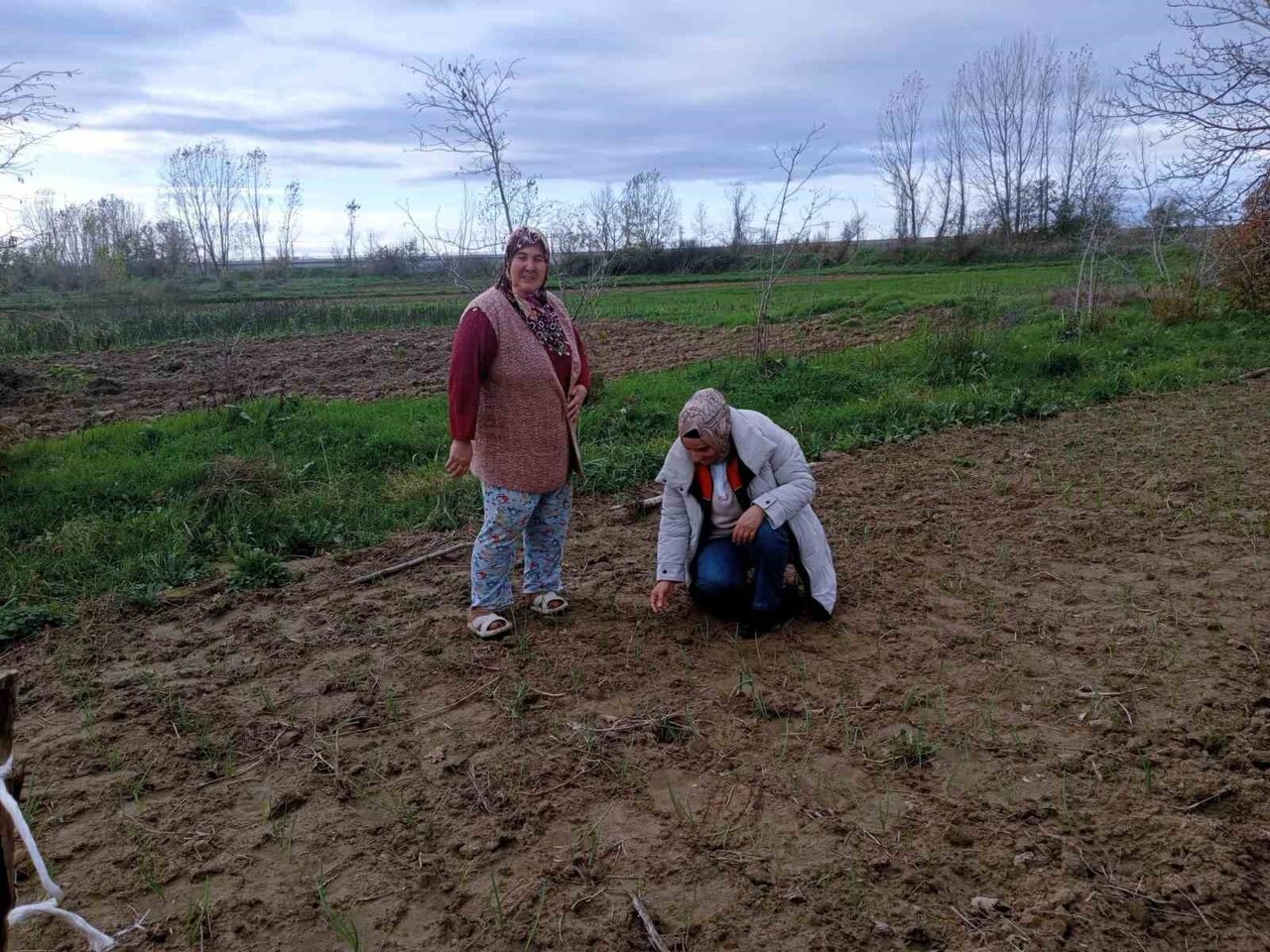 BABAESKİ İLÇE TARIM VE ORMAN MÜDÜRLÜĞÜ TEKNİK PERSONELİ, SARIMSAK YETİŞTİRİCİLİĞİ YAPAN ÇİFTÇİNİN...