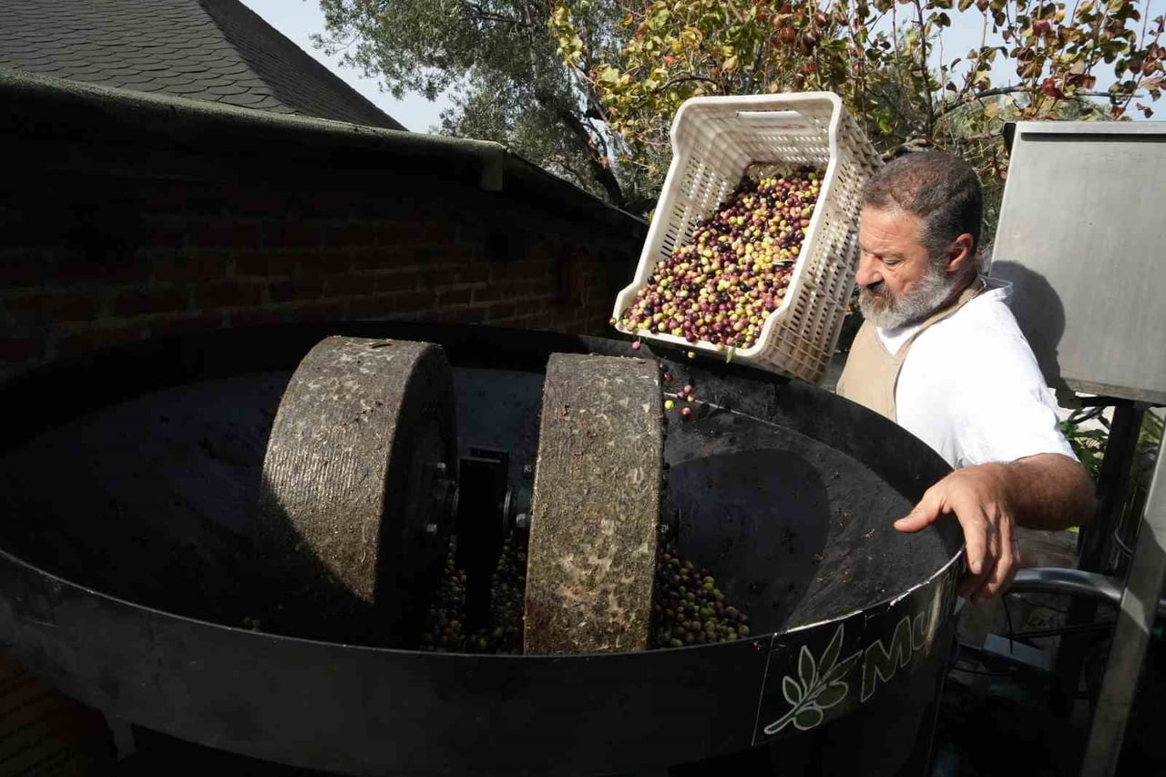 BALIKESİR’İN AYVALIK İLÇESİNDE ZEYTİNYAĞI ÜRETİCİSİ ERDİNÇ TÜGEN, GELİŞEN TEKNOLOJİYE RAĞMEN DEDE...